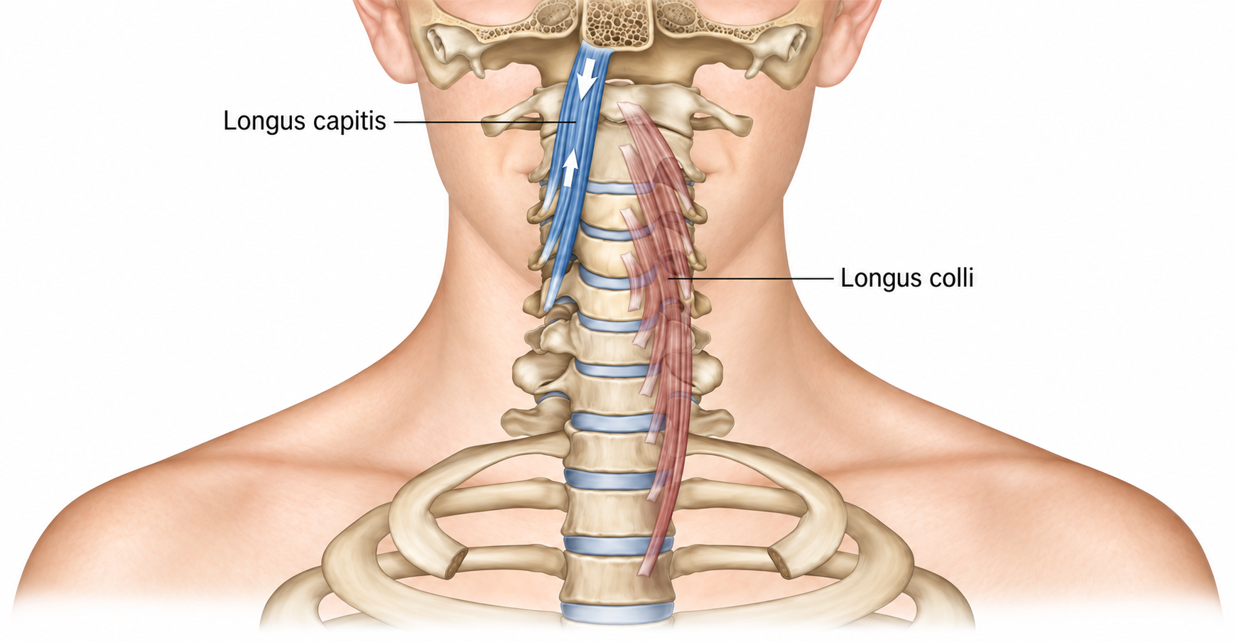 Langer Kopfmuskel (Longus capitis) — Muskel