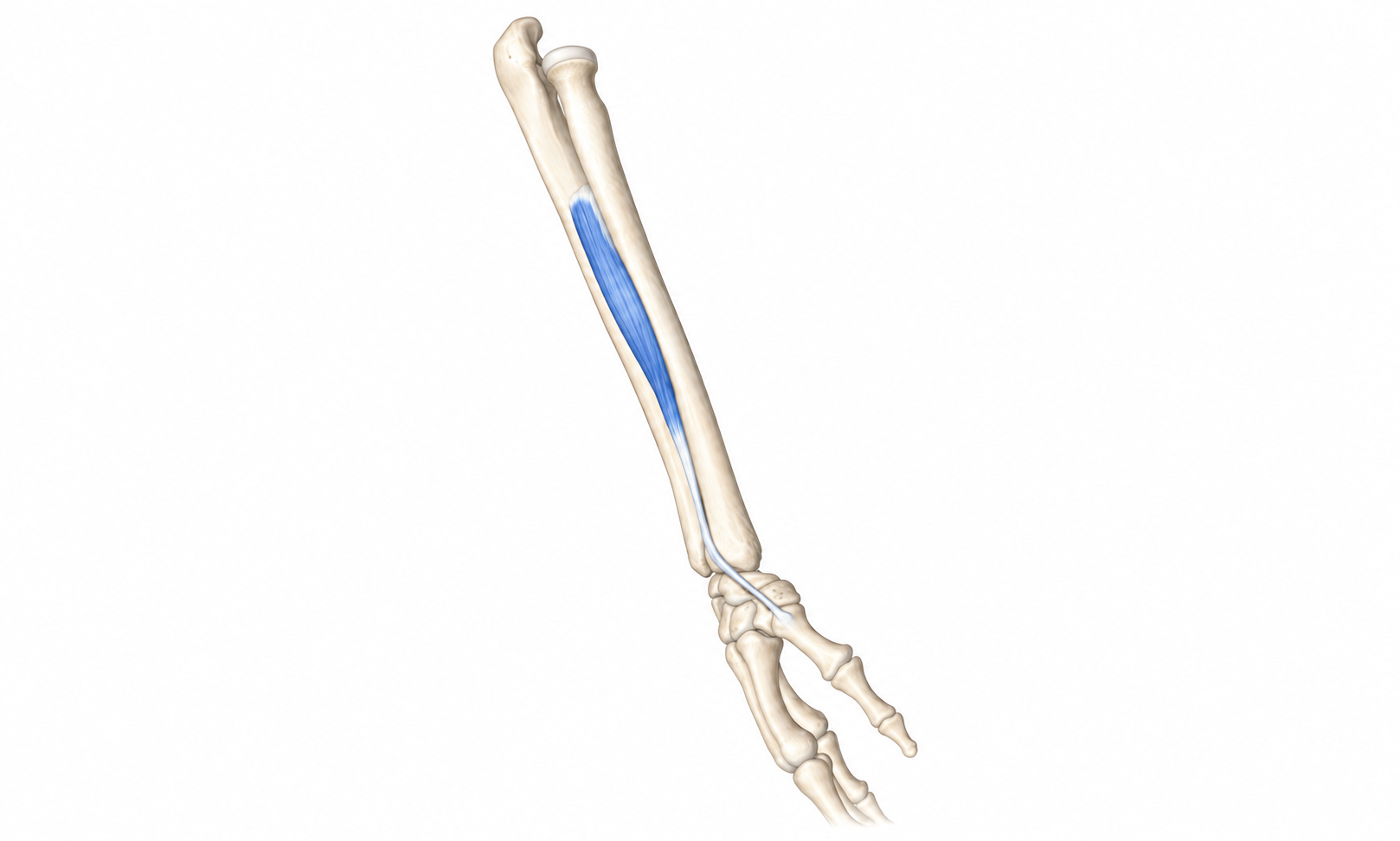 Abductor Pollicis Longus · Anatomy 1. Anatomical view of the illustrated muscle.