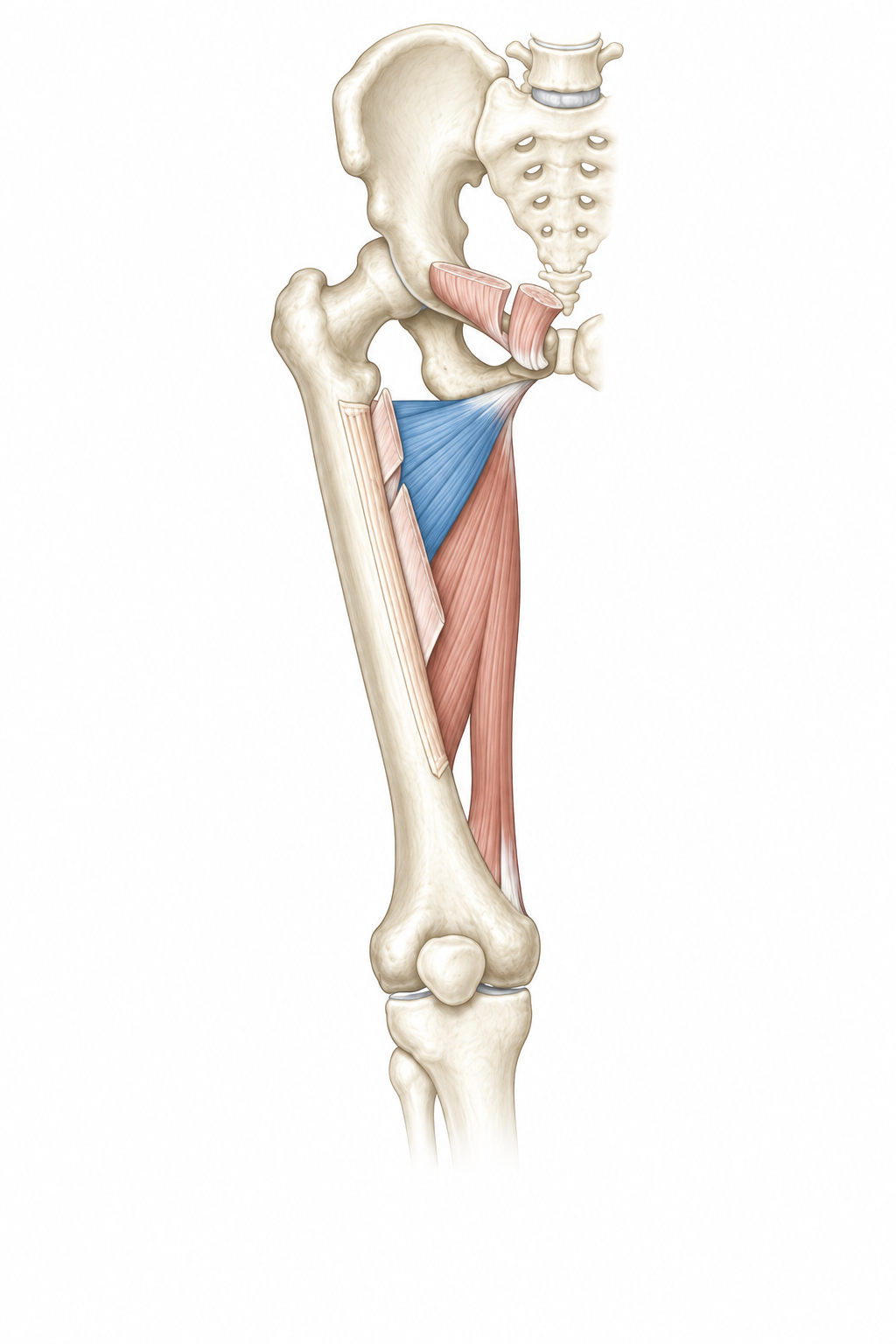 Adductor Brevis · Anatomy 1. Anatomical view of the illustrated muscle.