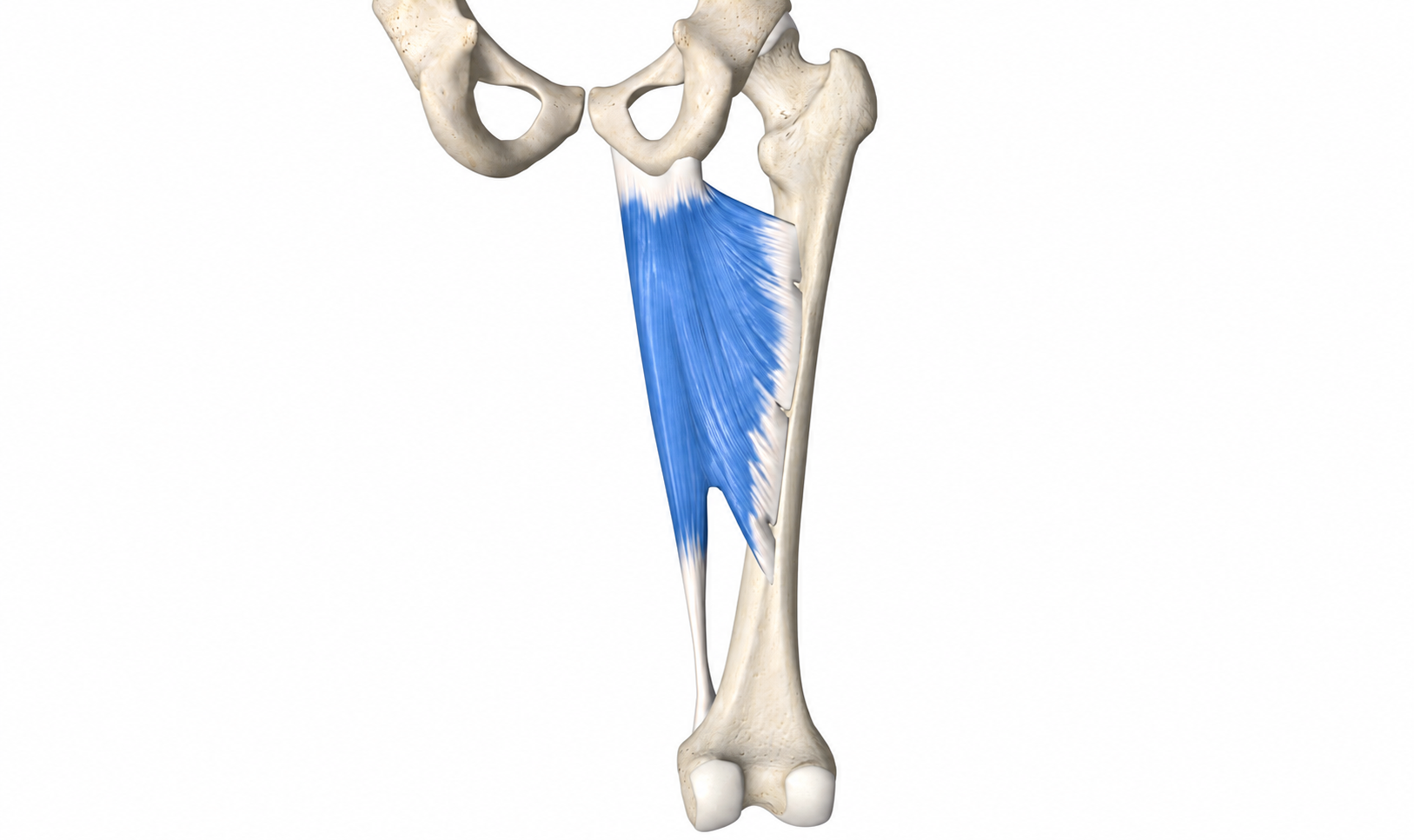 Adductor Magnus · Anatomy 1. Anatomical view of the illustrated muscle.