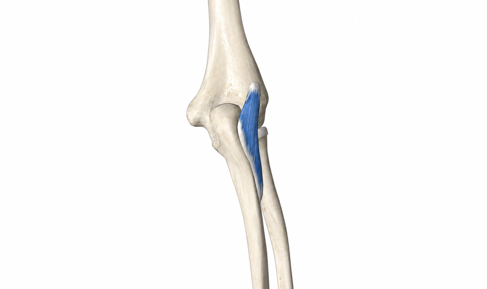 Anconeus · Anatomy 1. Anatomical view of the illustrated muscle.