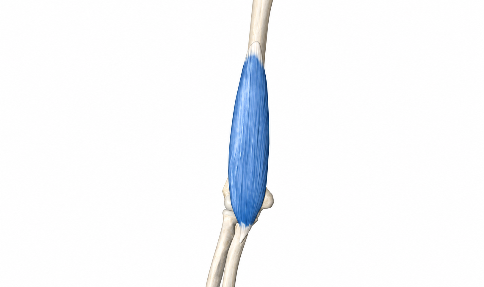 Brachialis · Anatomy 1. Anatomical view of the illustrated muscle.