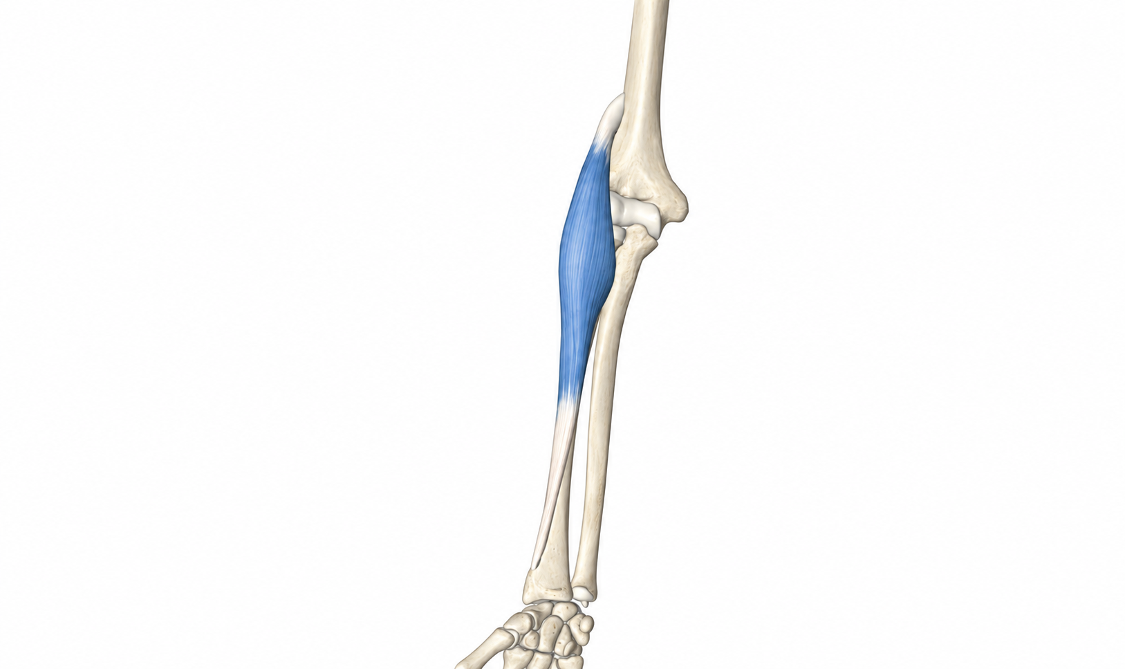 Brachioradialis · Anatomy 1. Anatomical view of the illustrated muscle.
