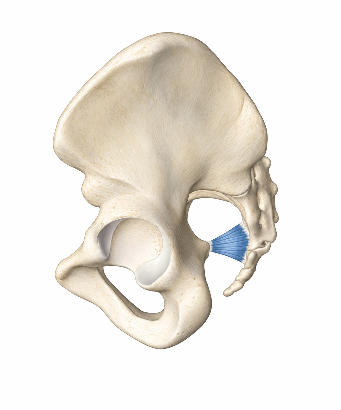 Steißbeinmuskel (Coccygeus) — Muskel