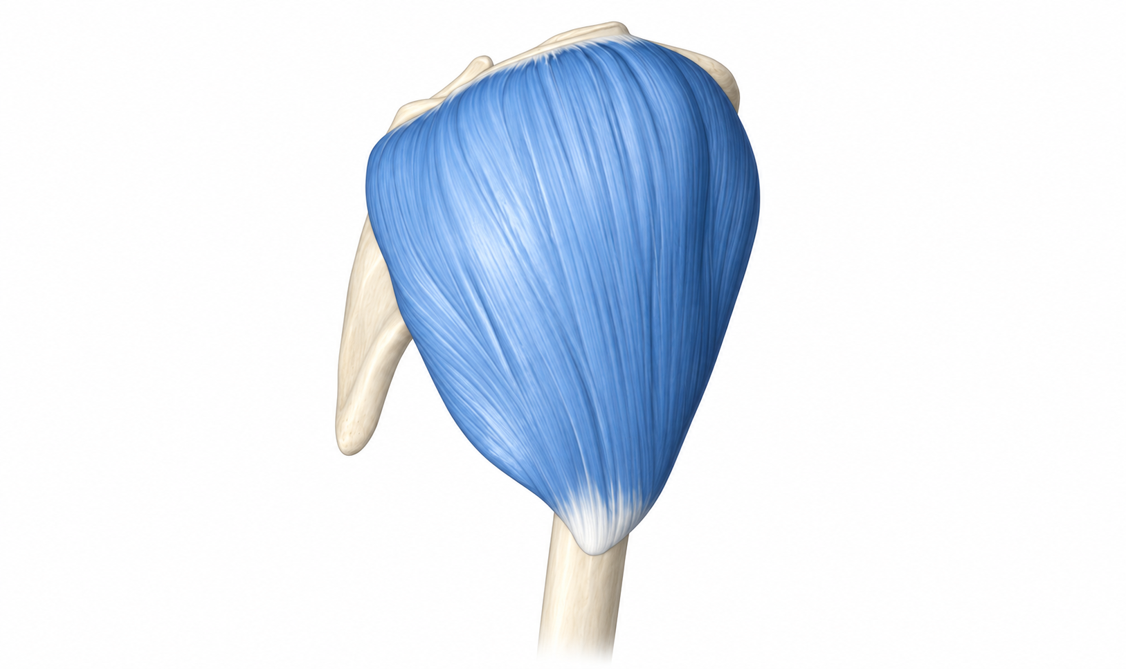 Deltoid · Anatomy 1. Anatomical view of the illustrated muscle.