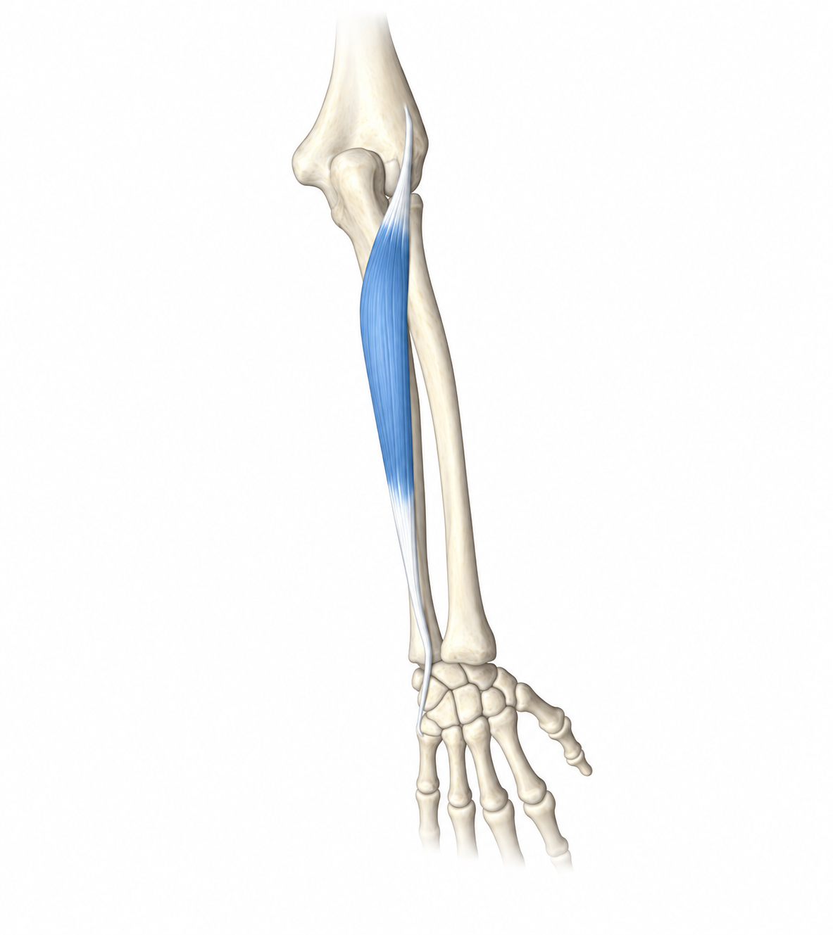 Extensor Carpi Ulnaris · Anatomy 1. Anatomical view of the illustrated muscle.