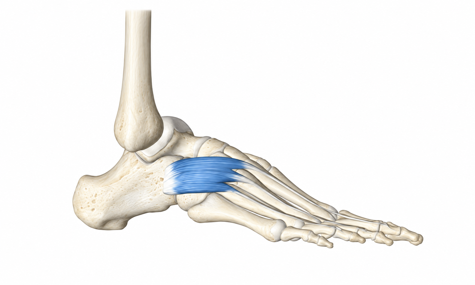 Extensor Digitorum Brevis · Anatomy 1. Anatomical view of the illustrated muscle.