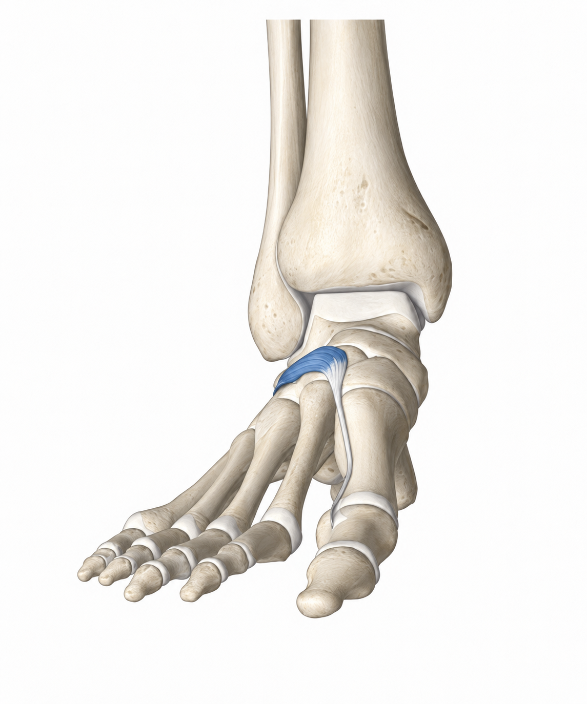 Extensor Hallucis Brevis · Anatomy 1. Anatomical view of the illustrated muscle.
