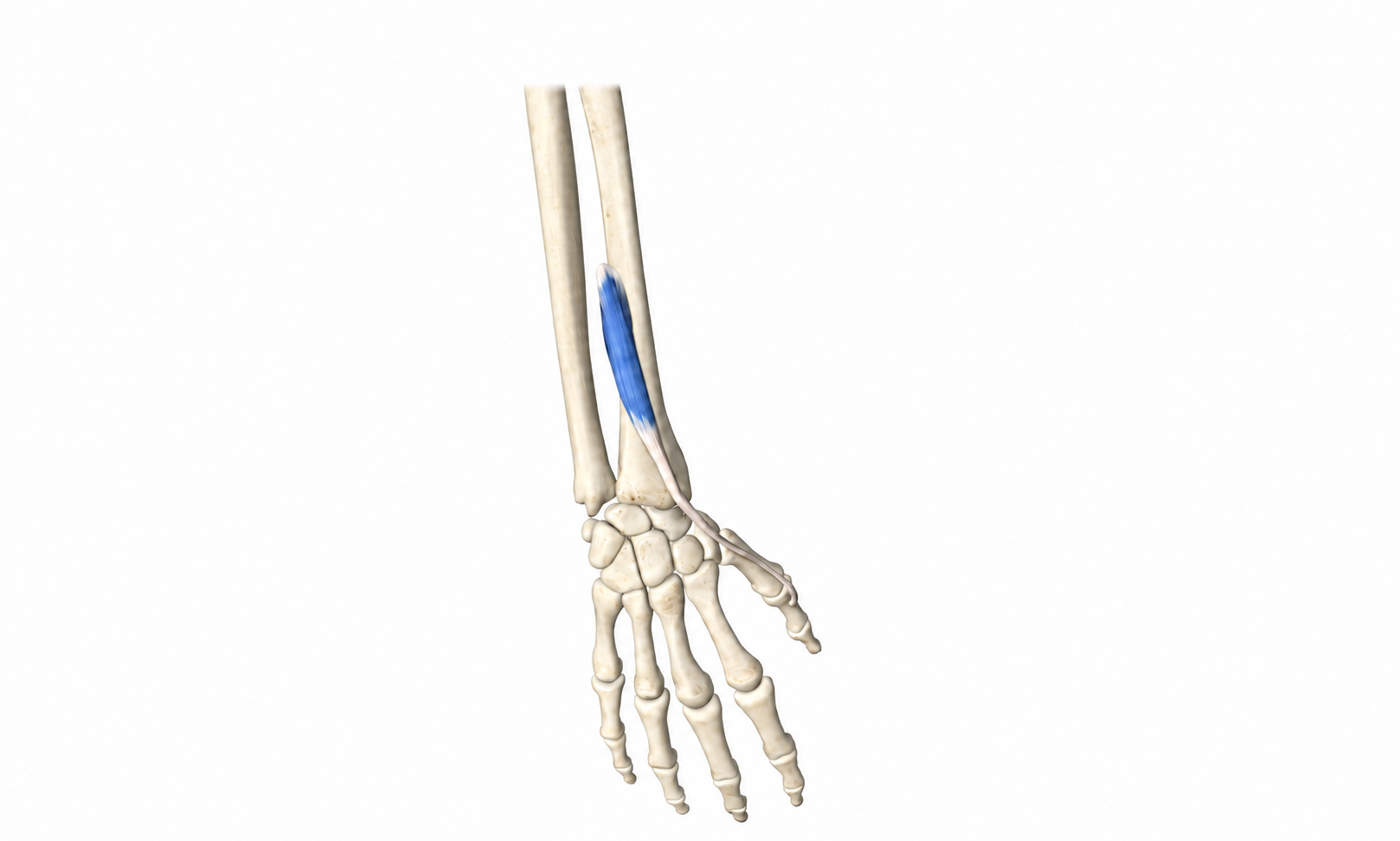 Extensor Pollicis Brevis · Anatomy 1. Anatomical view of the illustrated muscle.