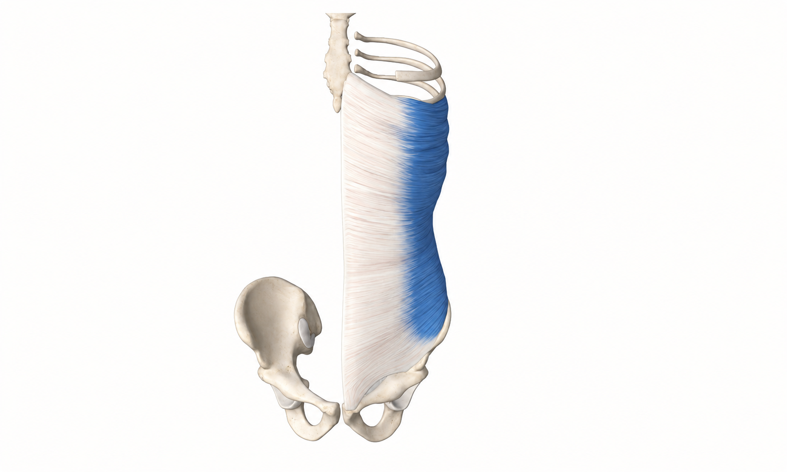 External Obliques · Anatomy 1. Anatomical view of the illustrated muscle.