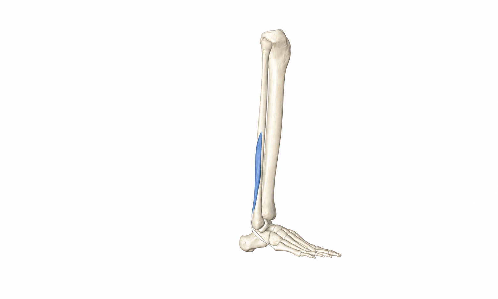 Kurzer Wadenbeinmuskel (Fibularis brevis) — Muskel