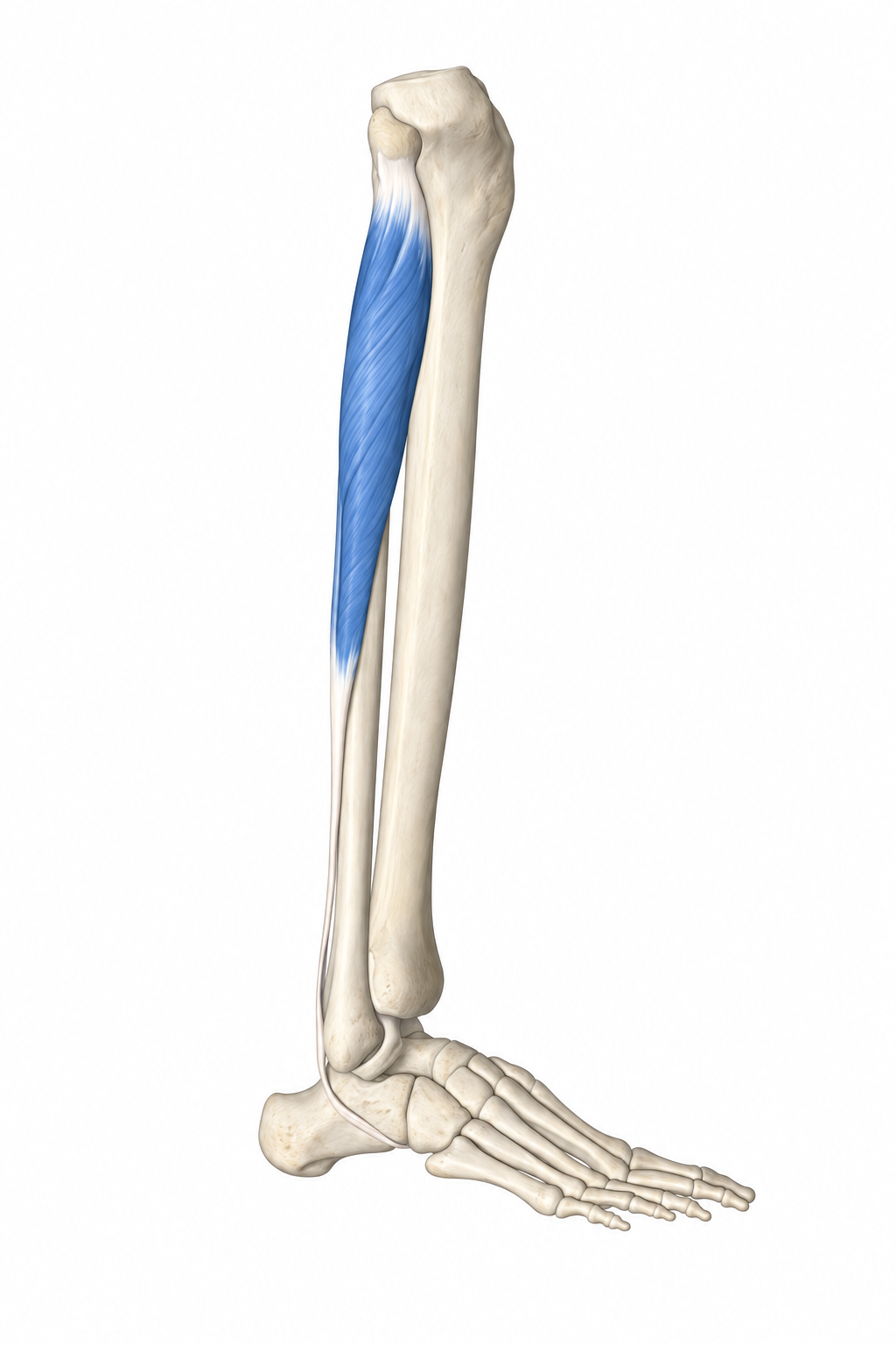 Langer Wadenbeinmuskel (Fibularis longus) — Muskel