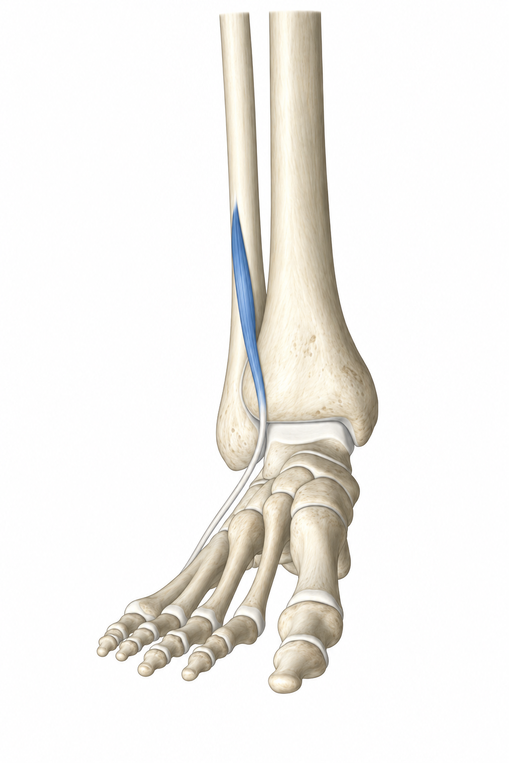 Fibularis Tertius · Anatomy 1. Anatomical view of the illustrated muscle.