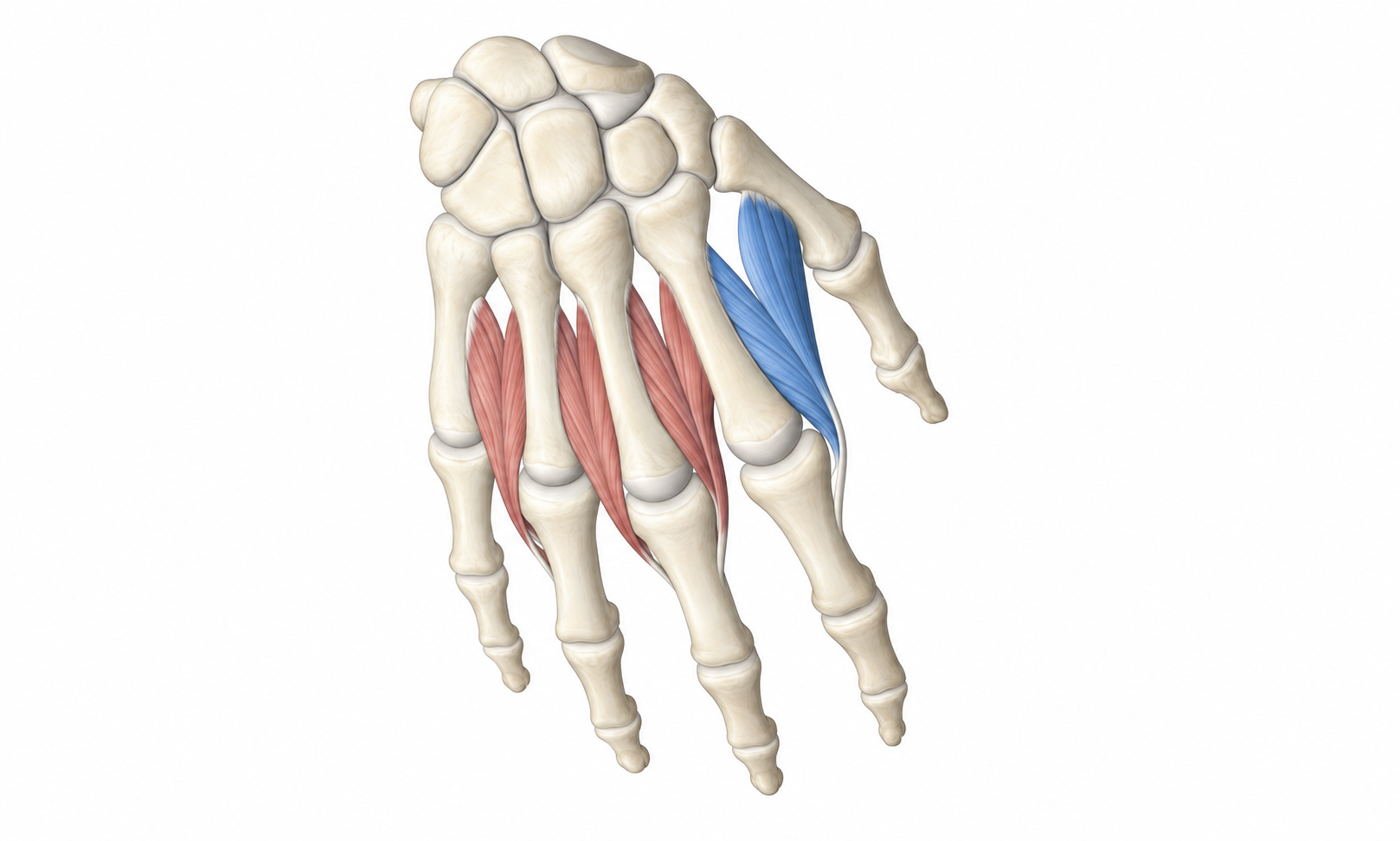 First Dorsal Interosseous · Anatomy 1. Anatomical view of the illustrated muscle.