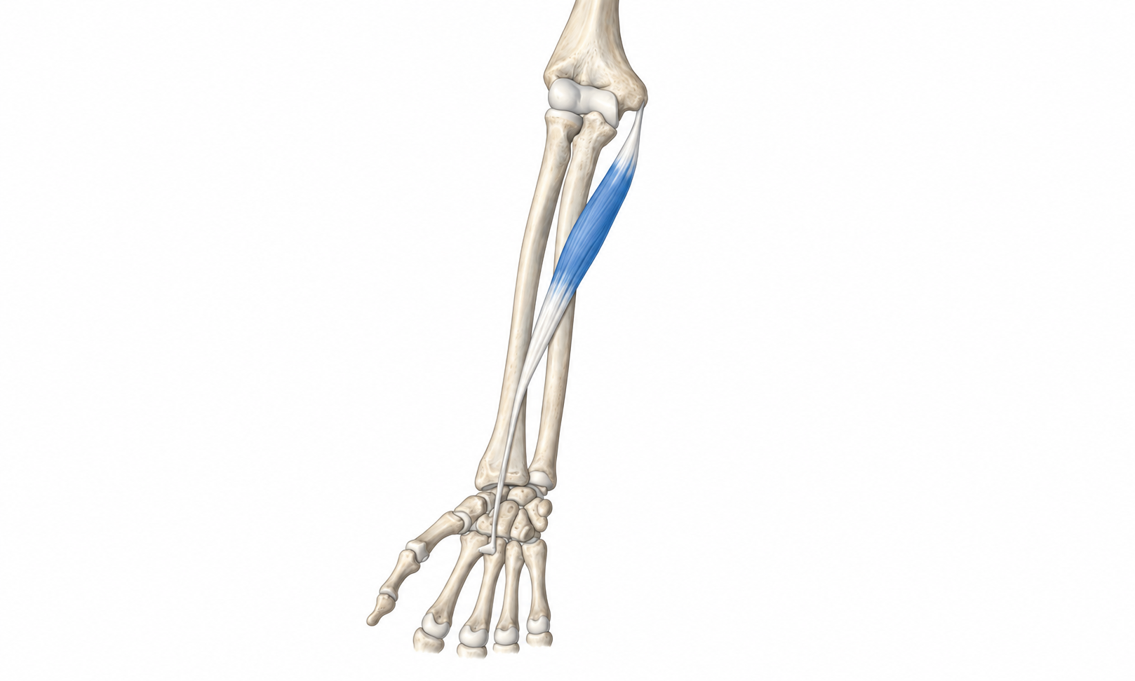 Flexor Carpi Radialis · Anatomy 1. Anatomical view of the illustrated muscle.