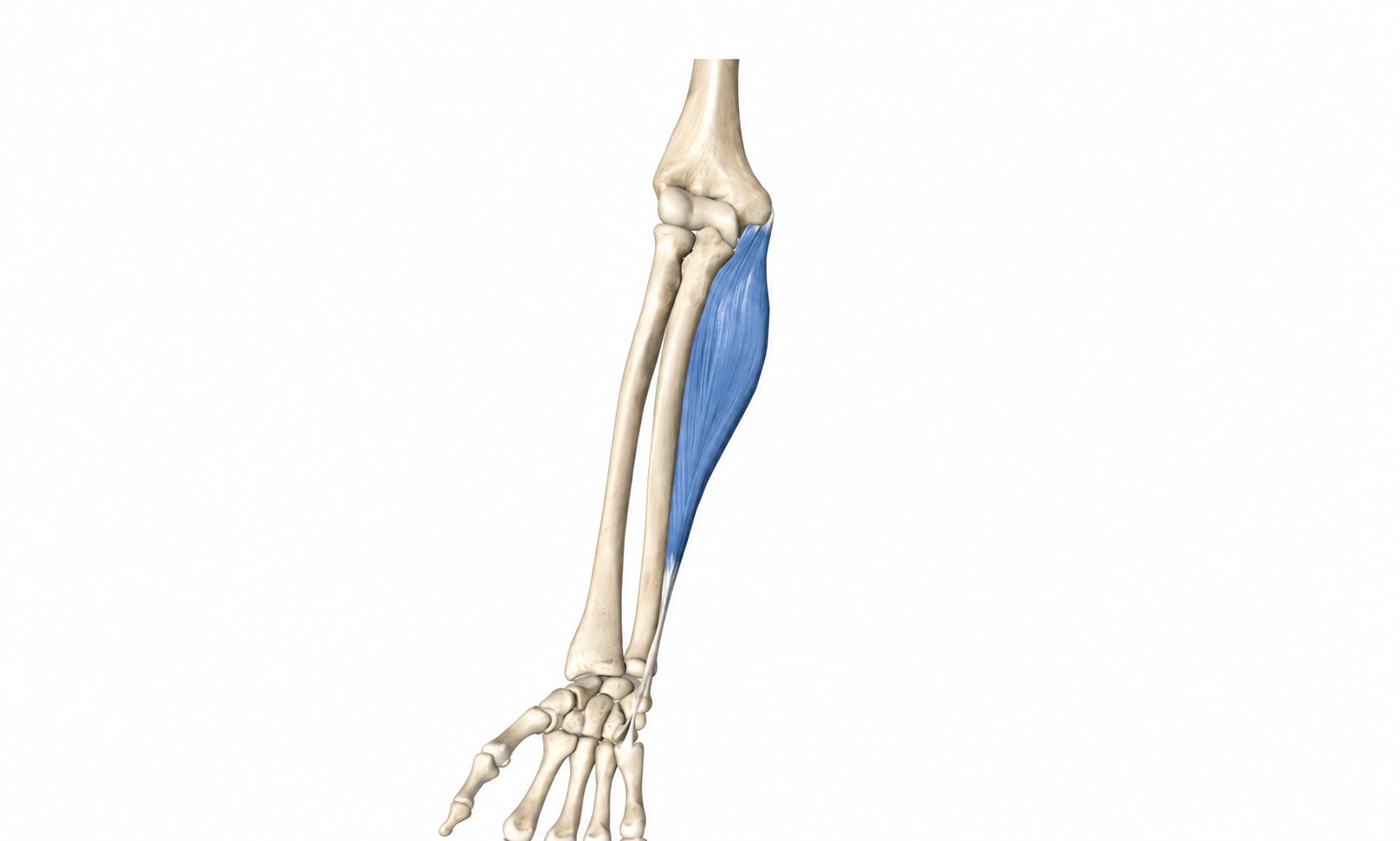Flexor Carpi Ulnaris · Anatomy 1. Anatomical view of the illustrated muscle.