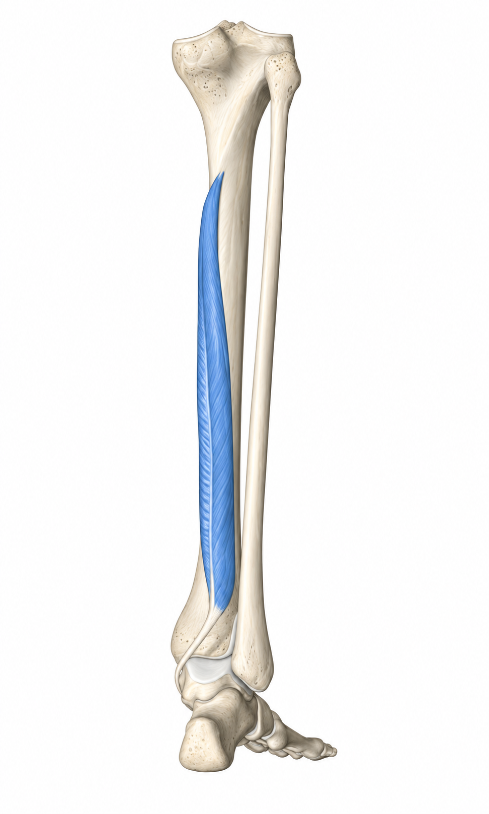 Flexor Digitorum Longus · Anatomy 1. Anatomical view of the illustrated muscle.