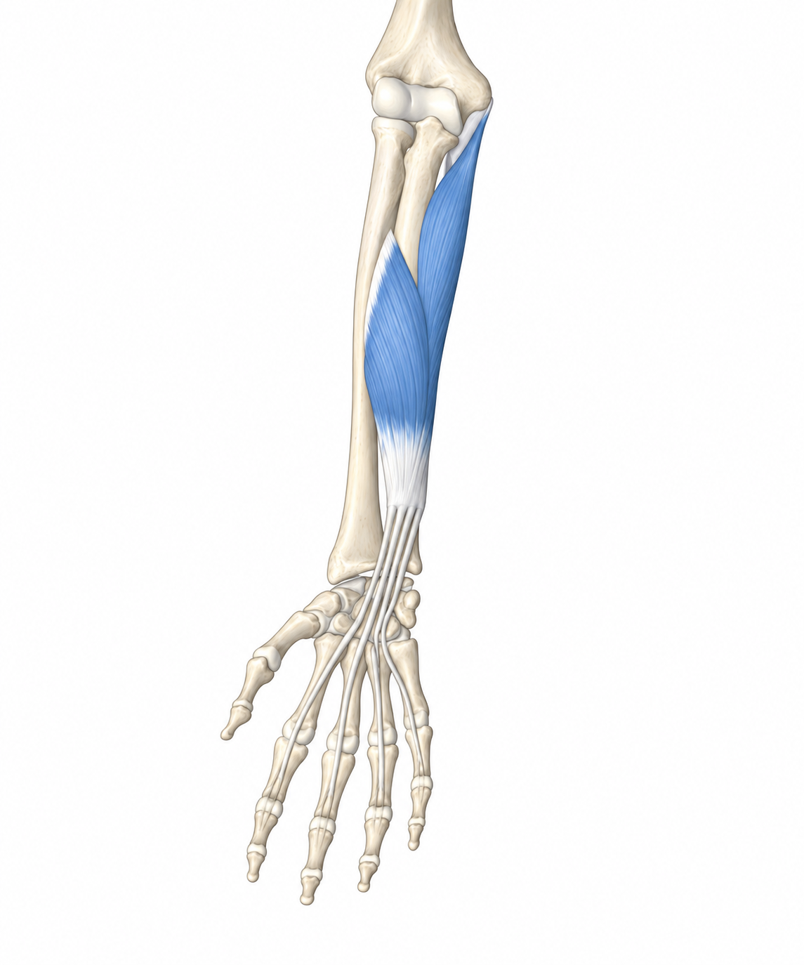 Flexor Digitorum Superficialis · Anatomy 1. Anatomical view of the illustrated muscle.