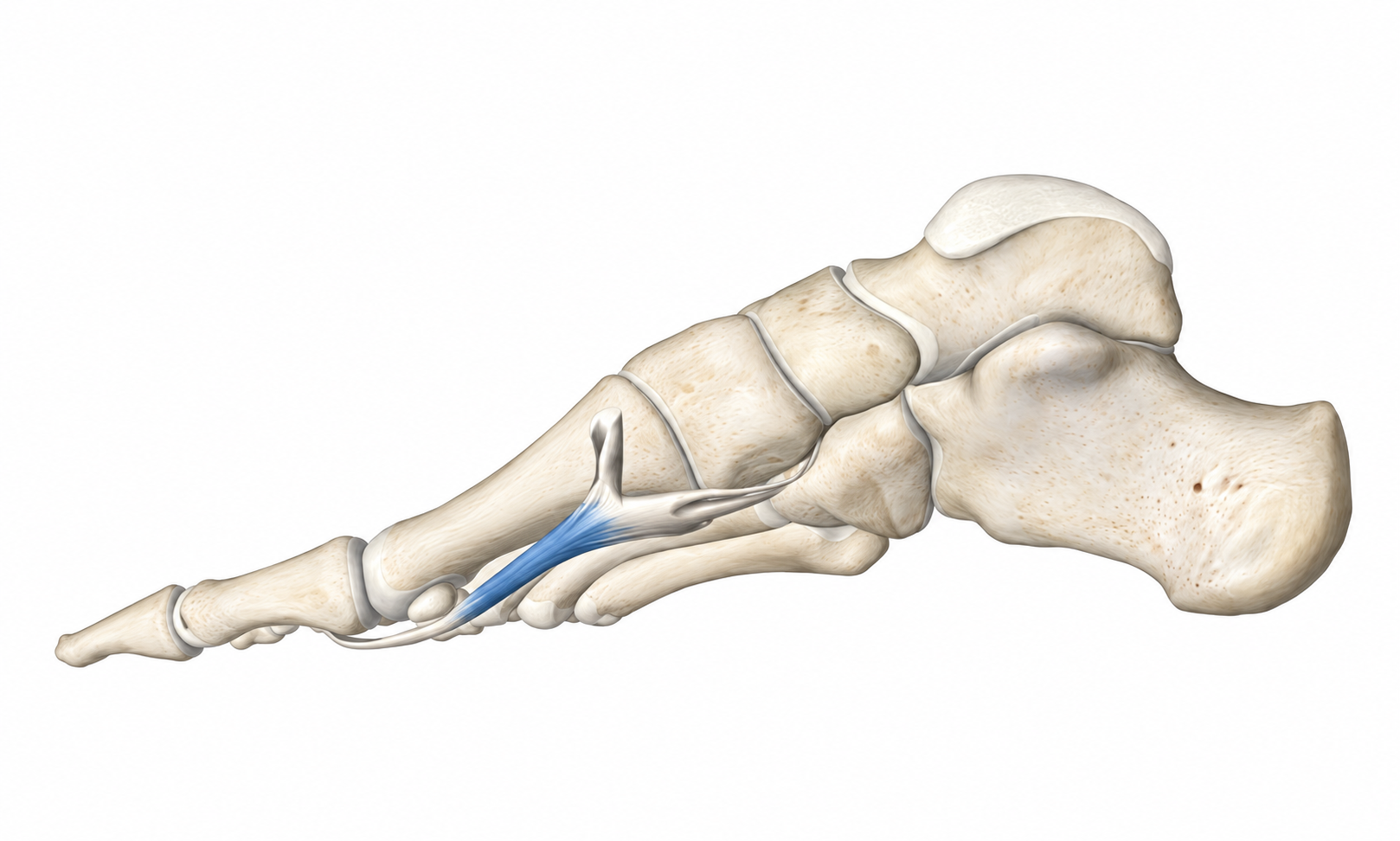 Flexor Hallucis Brevis · Anatomy 1. Anatomical view of the illustrated muscle.