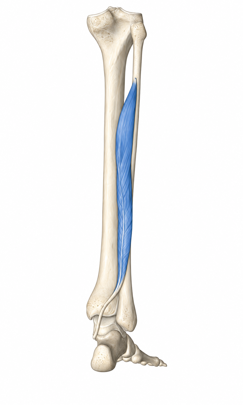 Flexor Hallucis Longus · Anatomy 1. Anatomical view of the illustrated muscle.