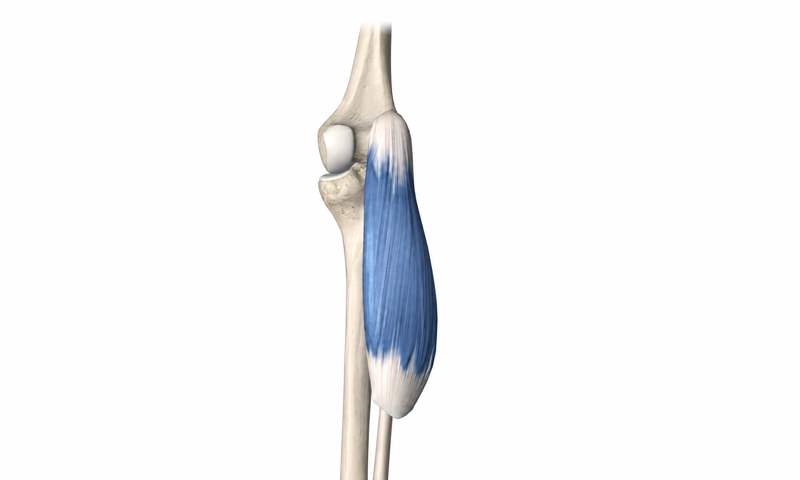 Gastrocnemius · Anatomy 1. Anatomical view of the illustrated muscle.