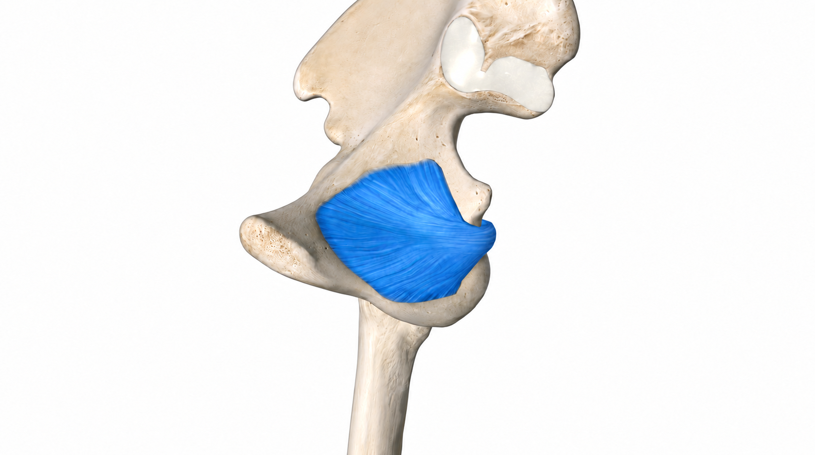 Gemelli Obturator · Anatomy 1. Anatomical view of the illustrated muscle.