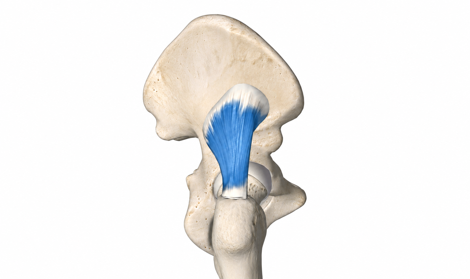 Gluteus Minimus · Anatomy 1. Anatomical view of the illustrated muscle.