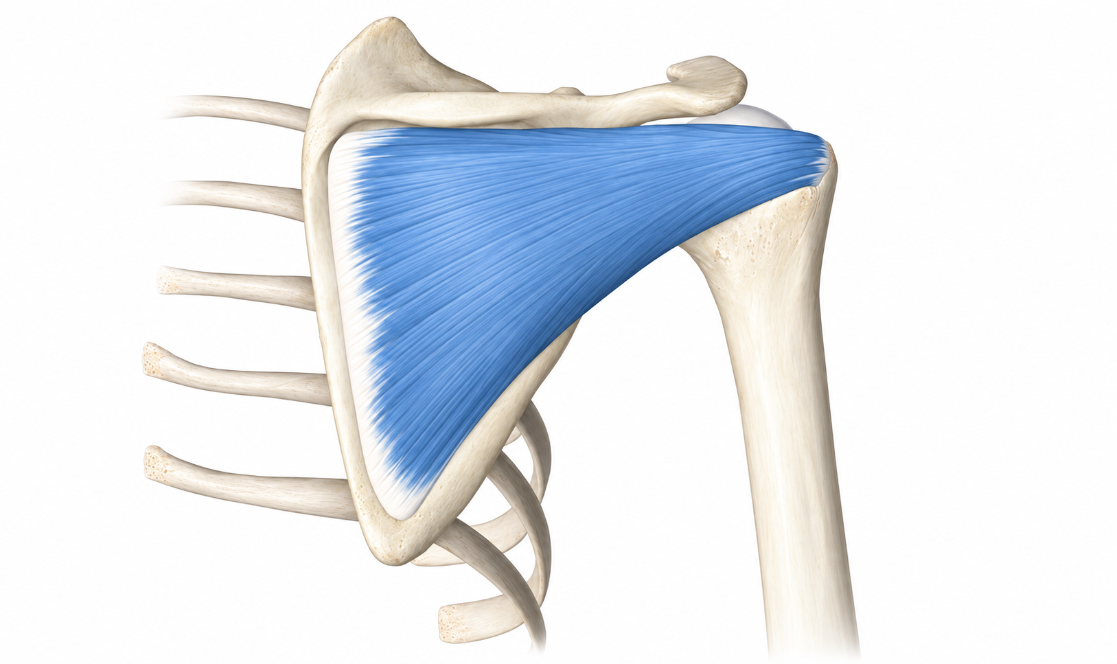 Infraspinatus · Anatomy 1. Anatomical view of the illustrated muscle.