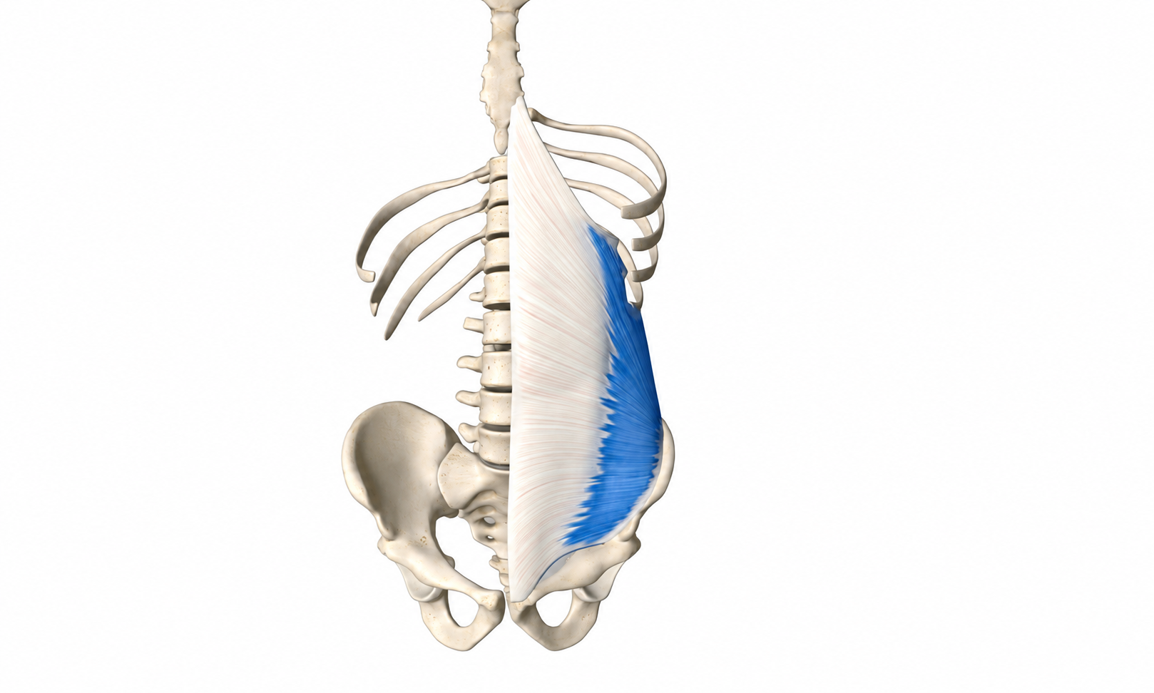 Internal Obliques · Anatomy 1. Anatomical view of the illustrated muscle.