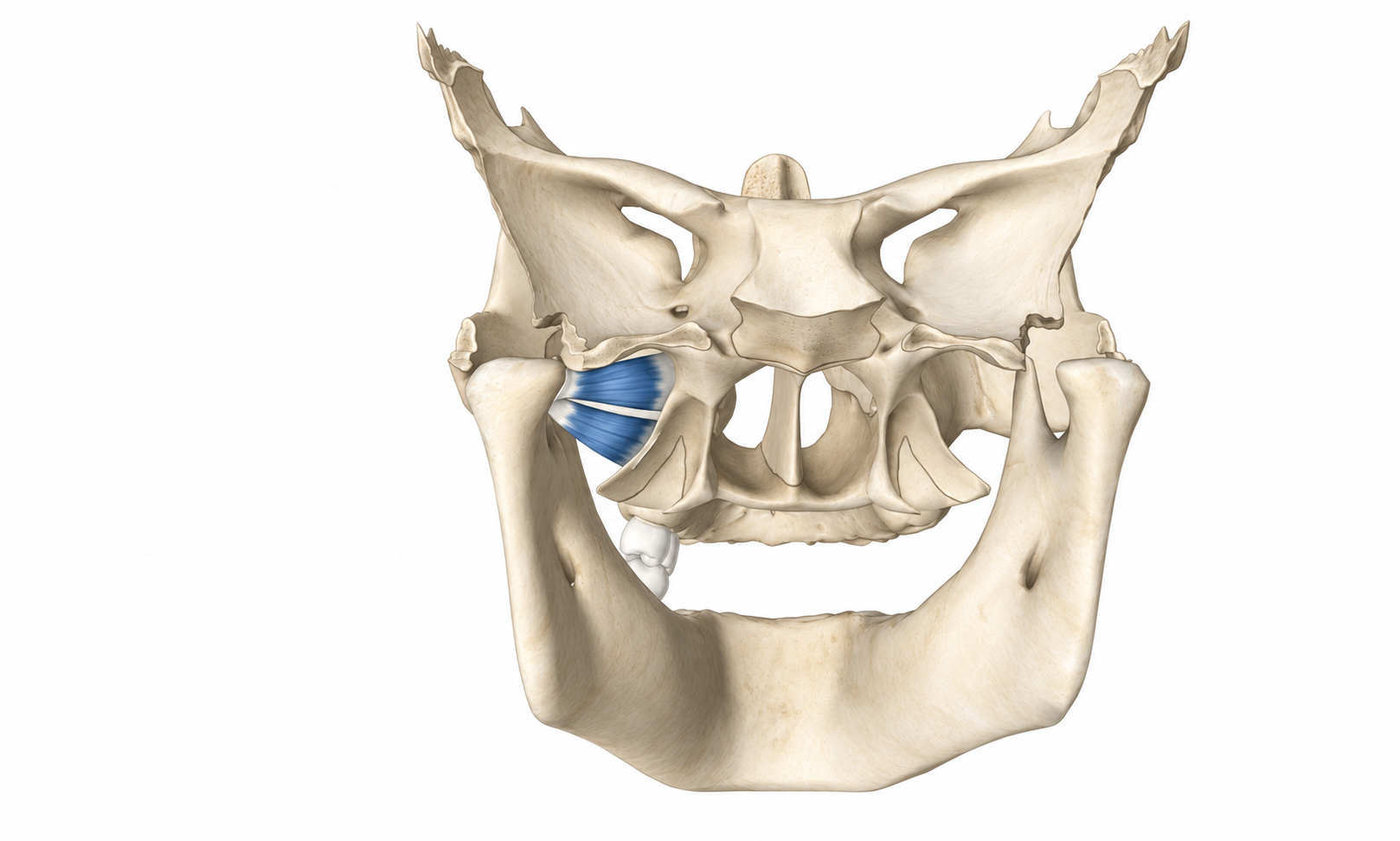 Lateral Pterygoid · Anatomy 1. Anatomical view of the illustrated muscle.