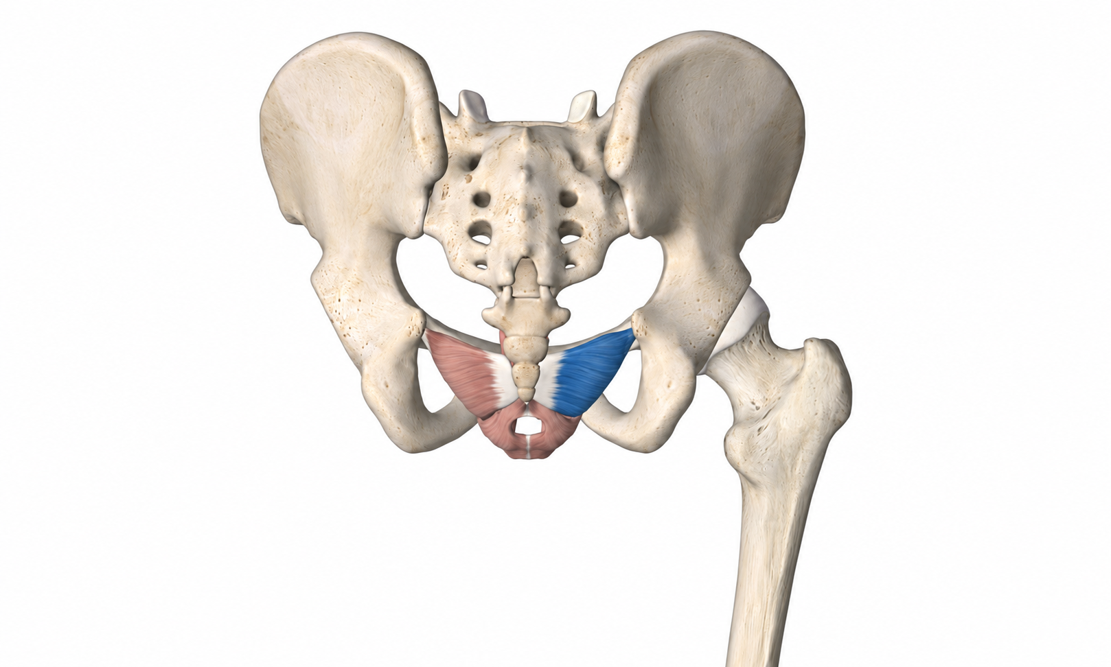 Levator Ani · Anatomy 1. Anatomical view of the illustrated muscle.