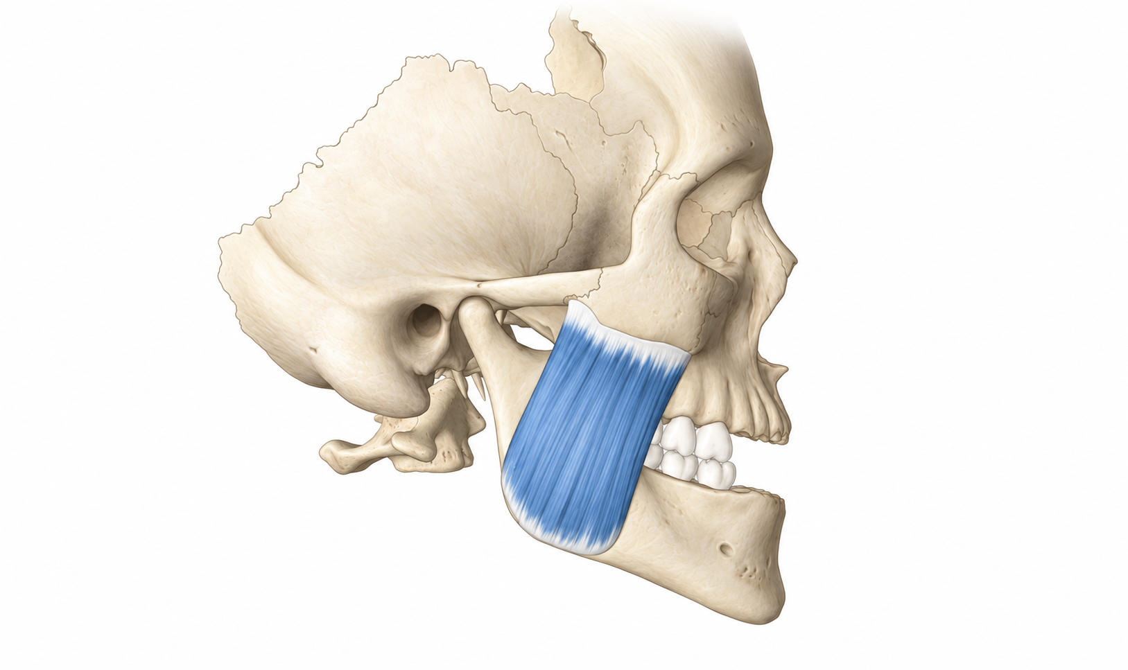 Masseter · Anatomy 1. Anatomical view of the illustrated muscle.