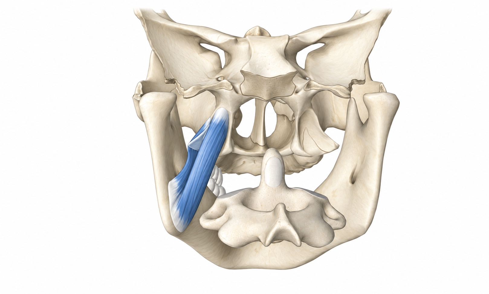 Medial Pterygoid · Anatomy 1. Anatomical view of the illustrated muscle.