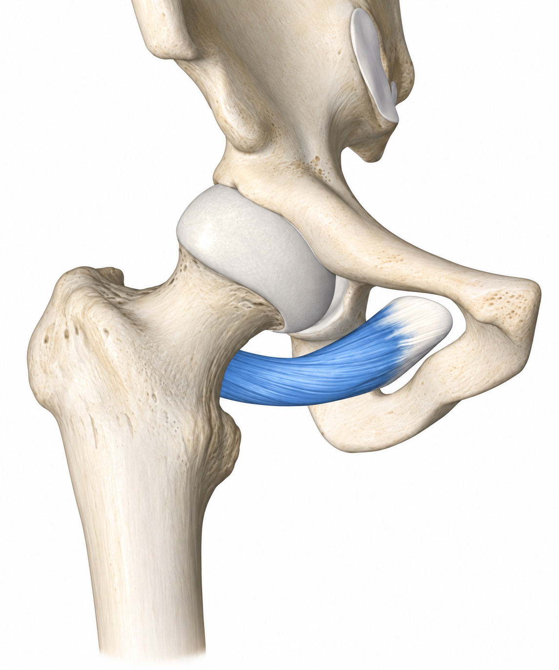 Obturator Externus · Anatomy 1. Anatomical view of the illustrated muscle.