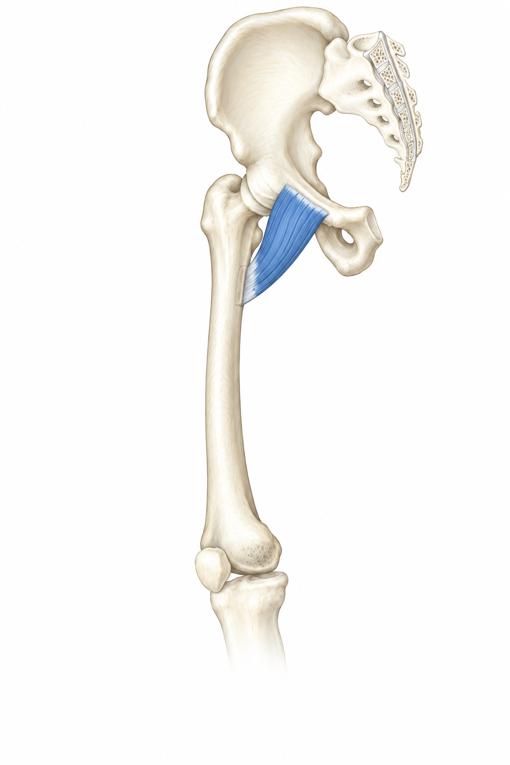 Pectineus · Anatomy 1. Anatomical view of the illustrated muscle.