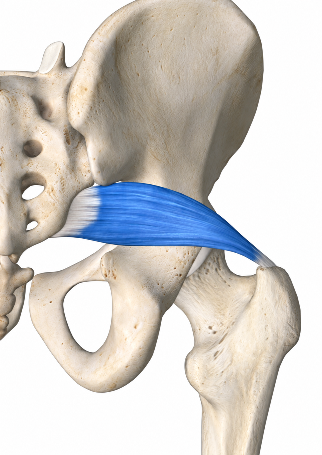 Piriformis · Anatomy 1. Anatomical view of the illustrated muscle.