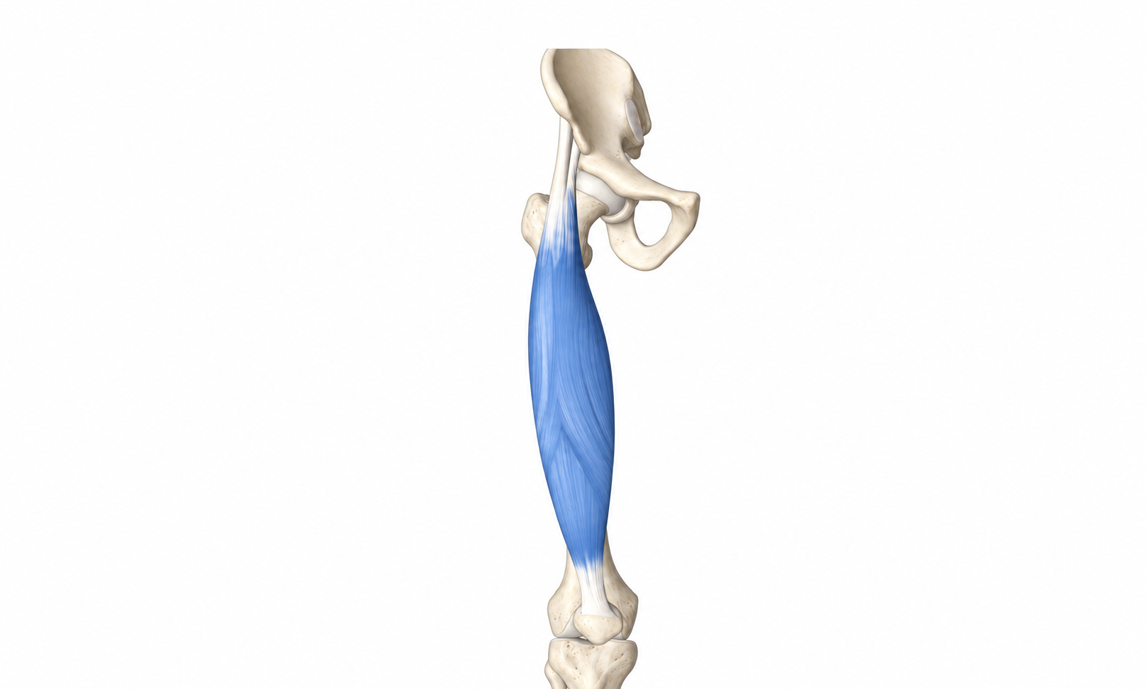 Rectus Femoris · Anatomy 1. Anatomical view of the illustrated muscle.