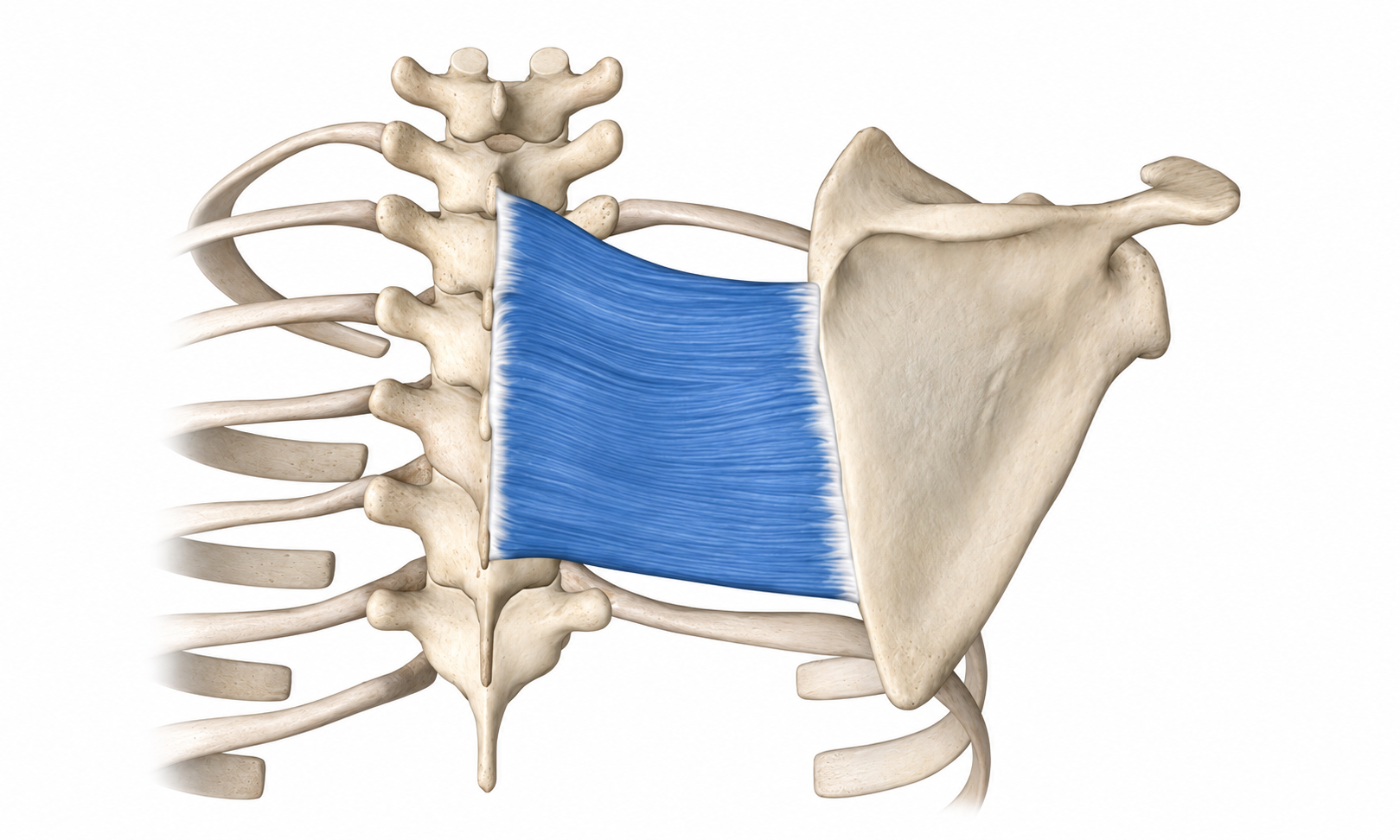 Rhomboids · Anatomy 1. Anatomical view of the illustrated muscle.