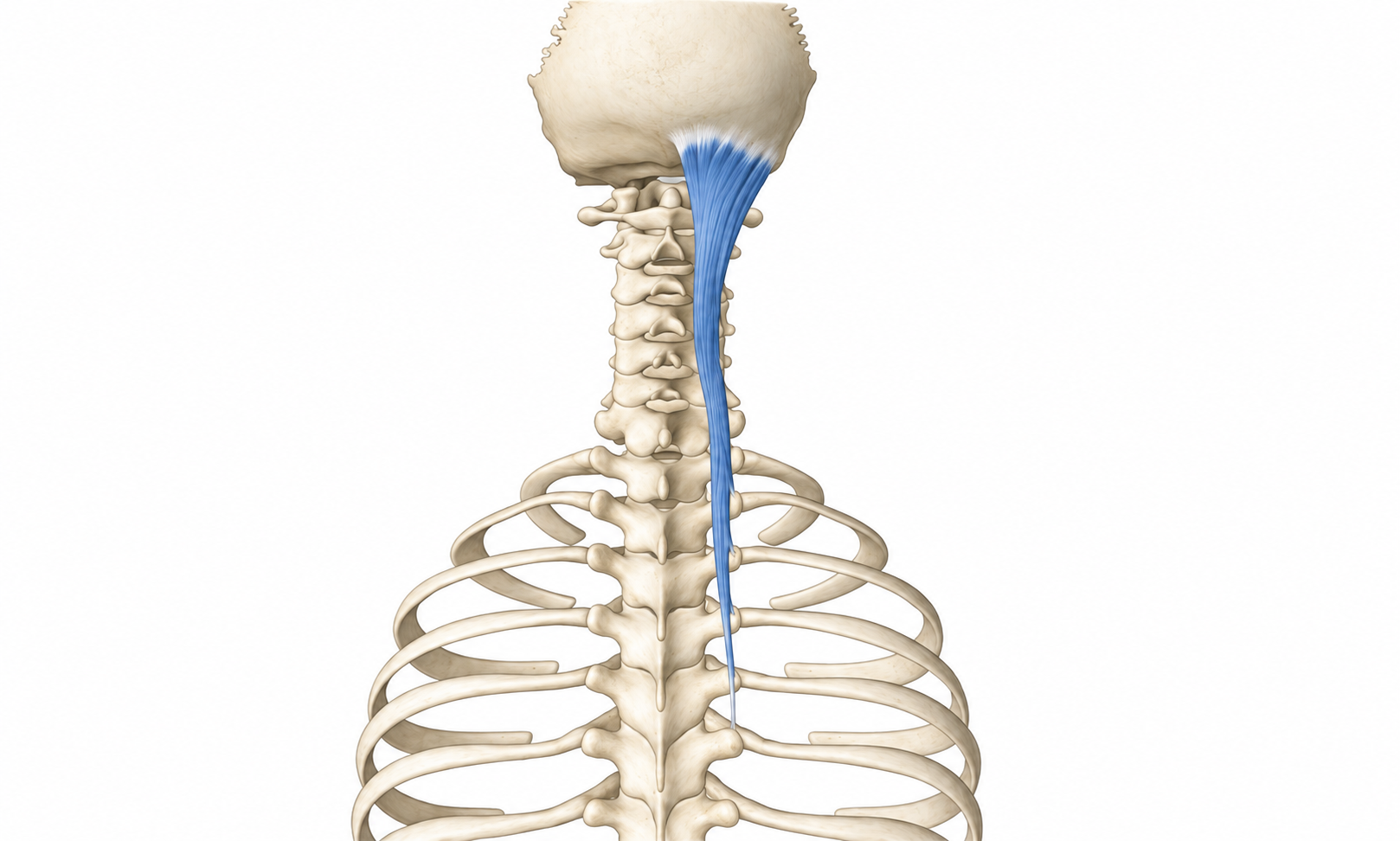 Semispinalis Capitis · Anatomy 1. Anatomical view of the illustrated muscle.