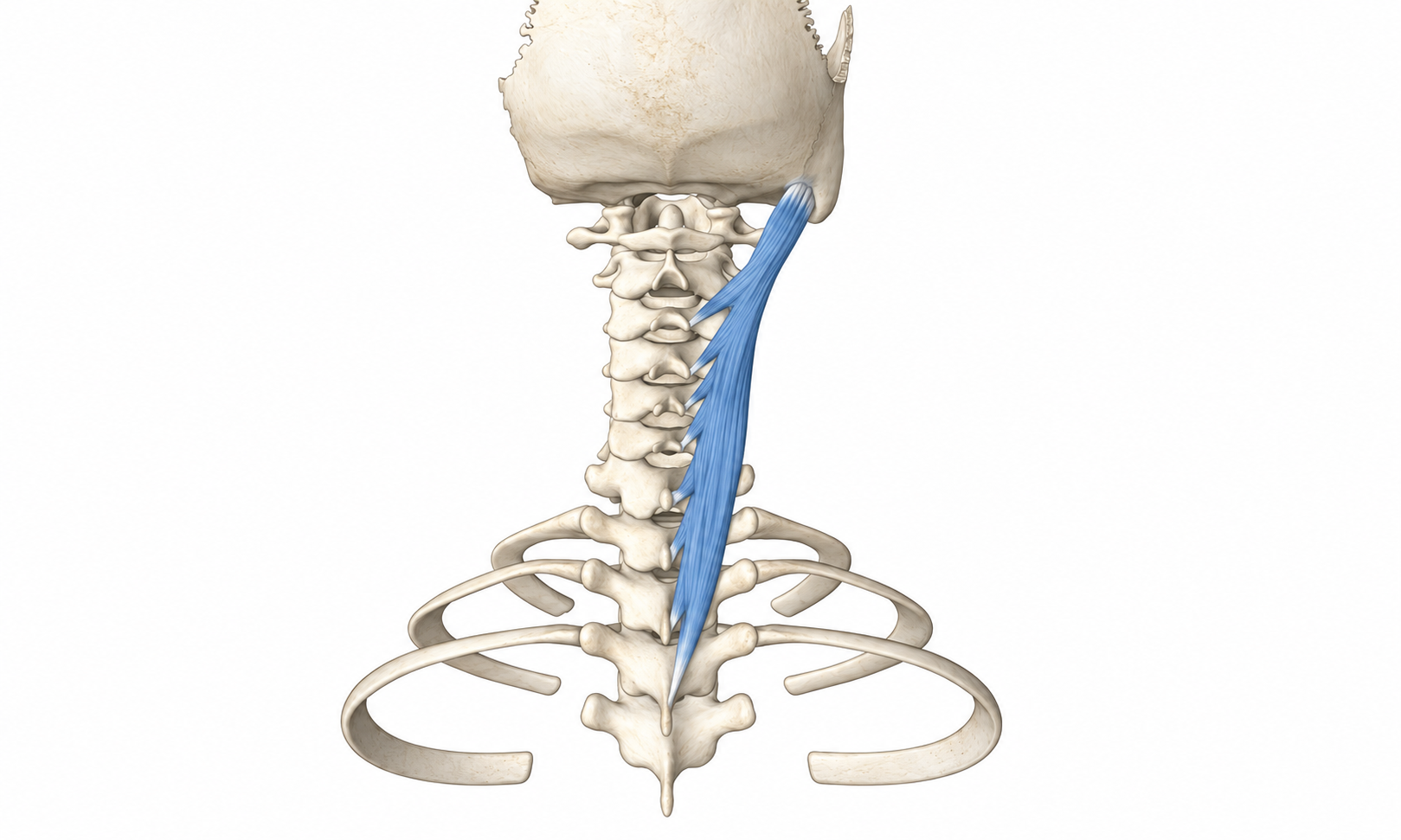 Splenius Capitis · Anatomy 1. Anatomical view of the illustrated muscle.