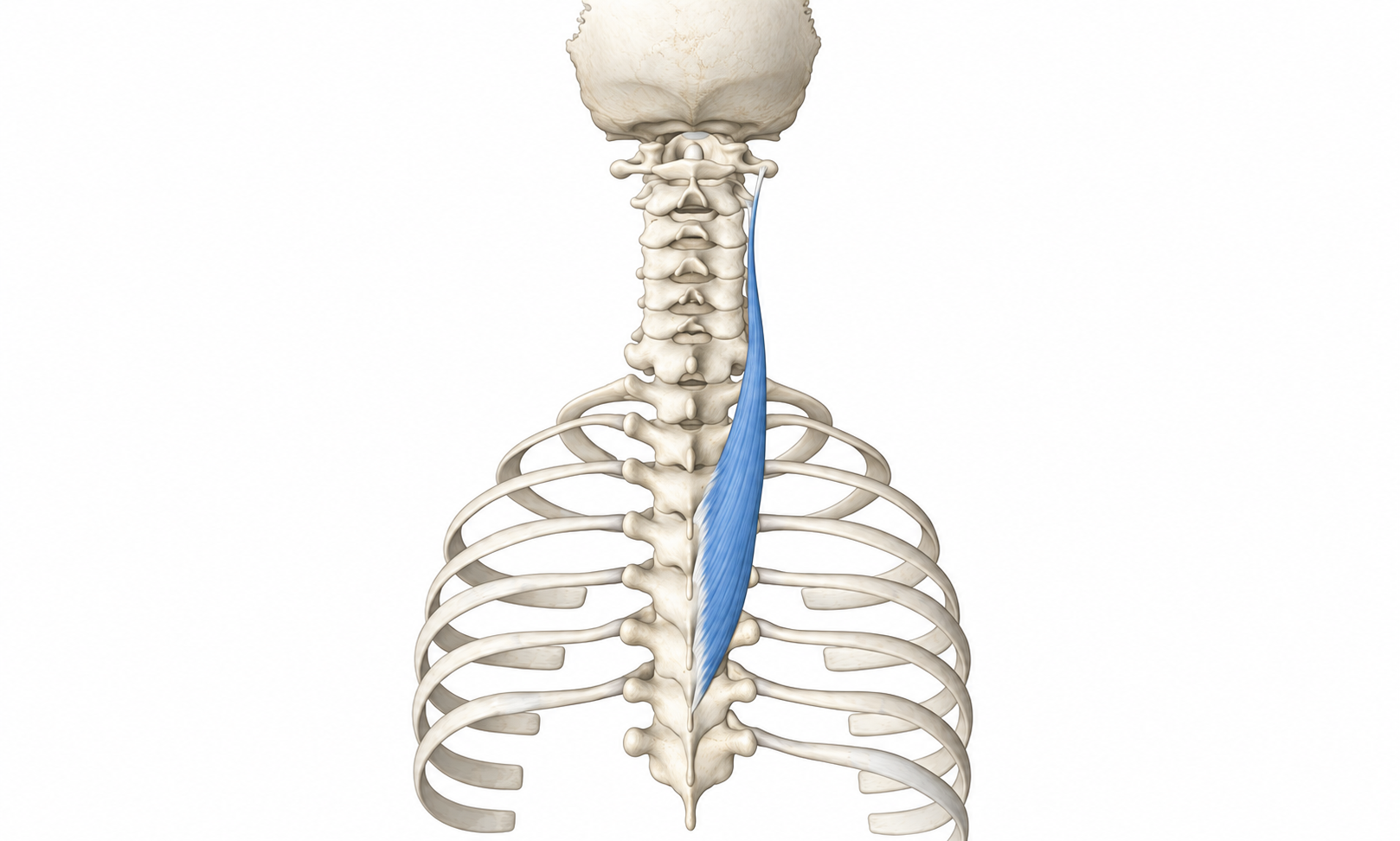 Splenius Cervicis · Anatomy 1. Anatomical view of the illustrated muscle.