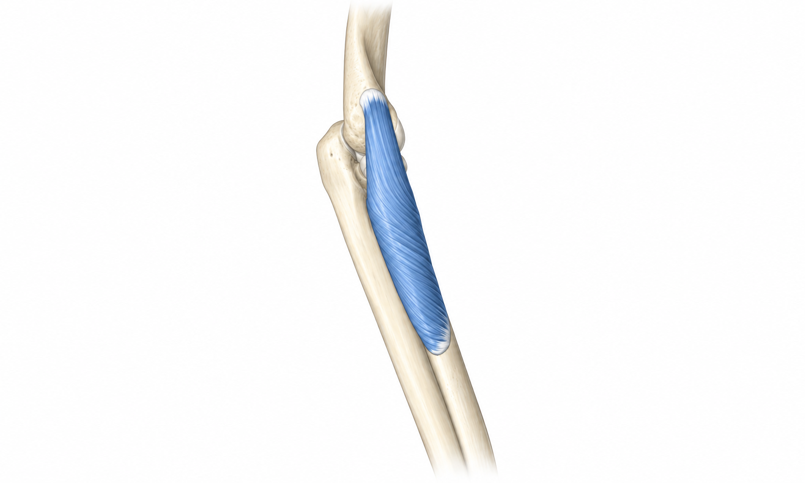 Supinator · Anatomy 1. Anatomical view of the illustrated muscle.