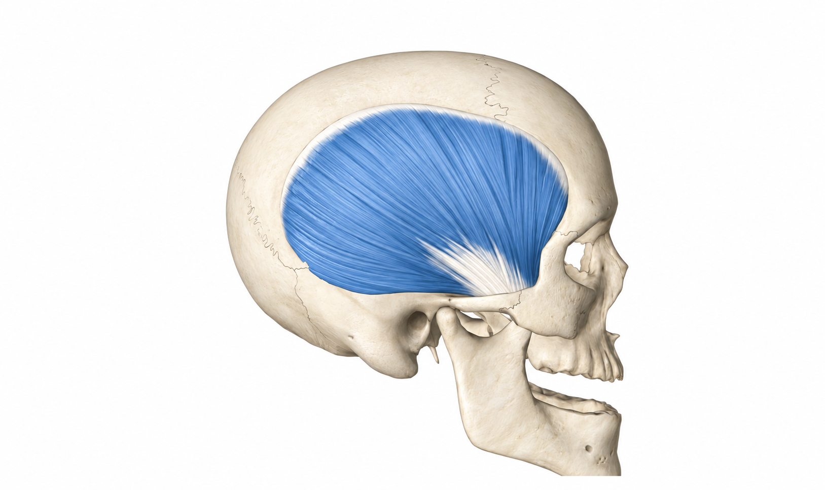 Temporalis · Anatomy 1. Anatomical view of the illustrated muscle.