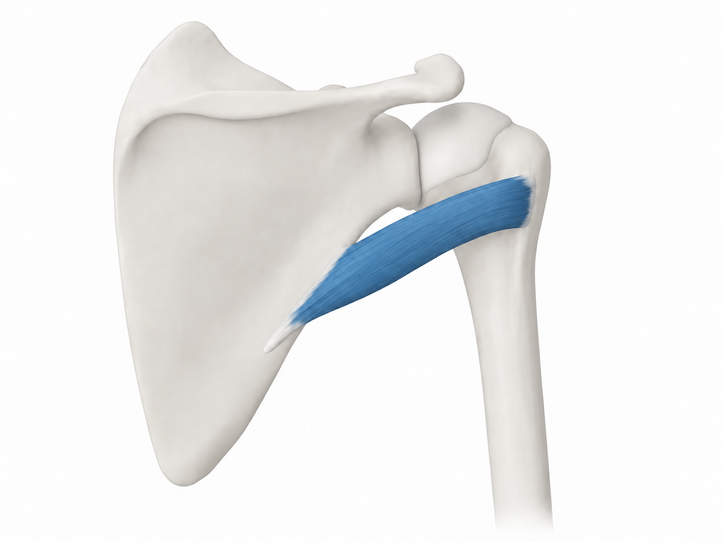 Teres Minor · Anatomy 1. Anatomical view of the illustrated muscle.