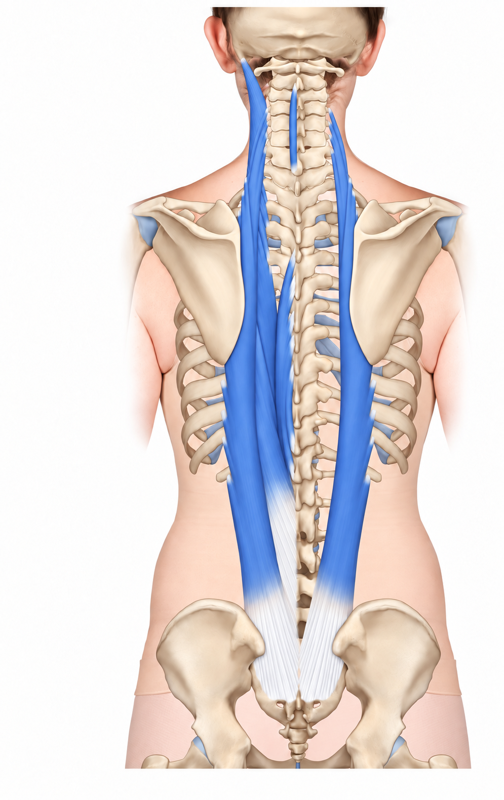 Erector Spinae · Anatomy 1. Anatomical view of the illustrated muscle.