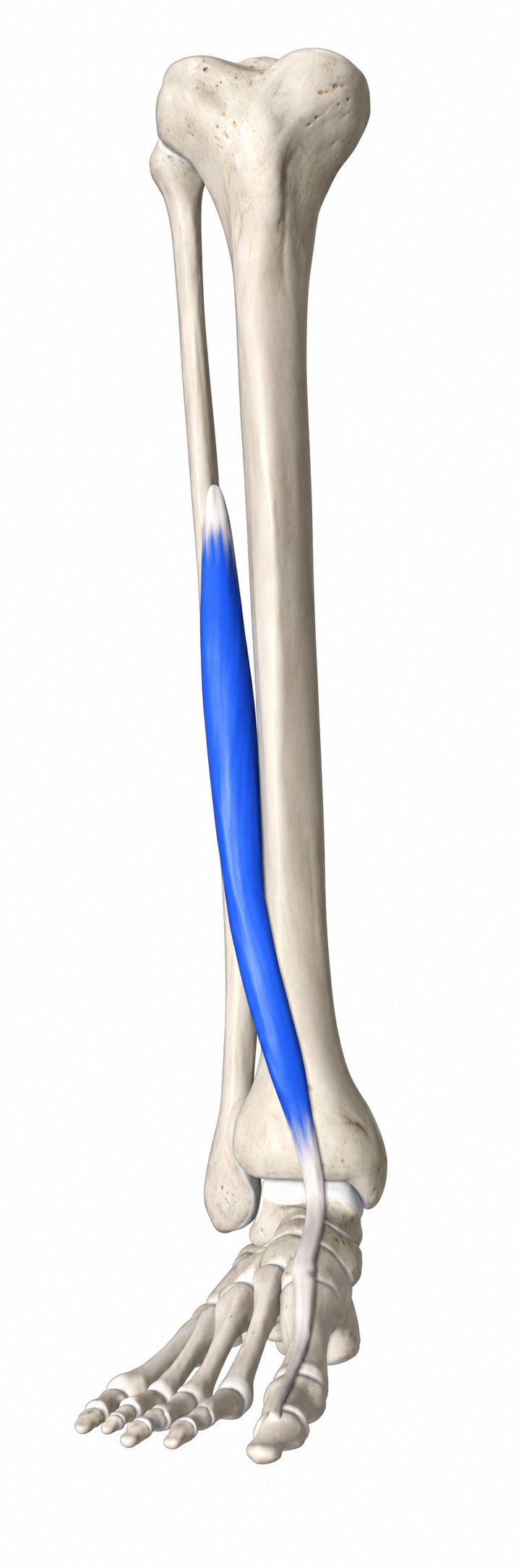 Extensor Hallucis Longus · Anatomy 1. Anatomical view of the illustrated muscle.