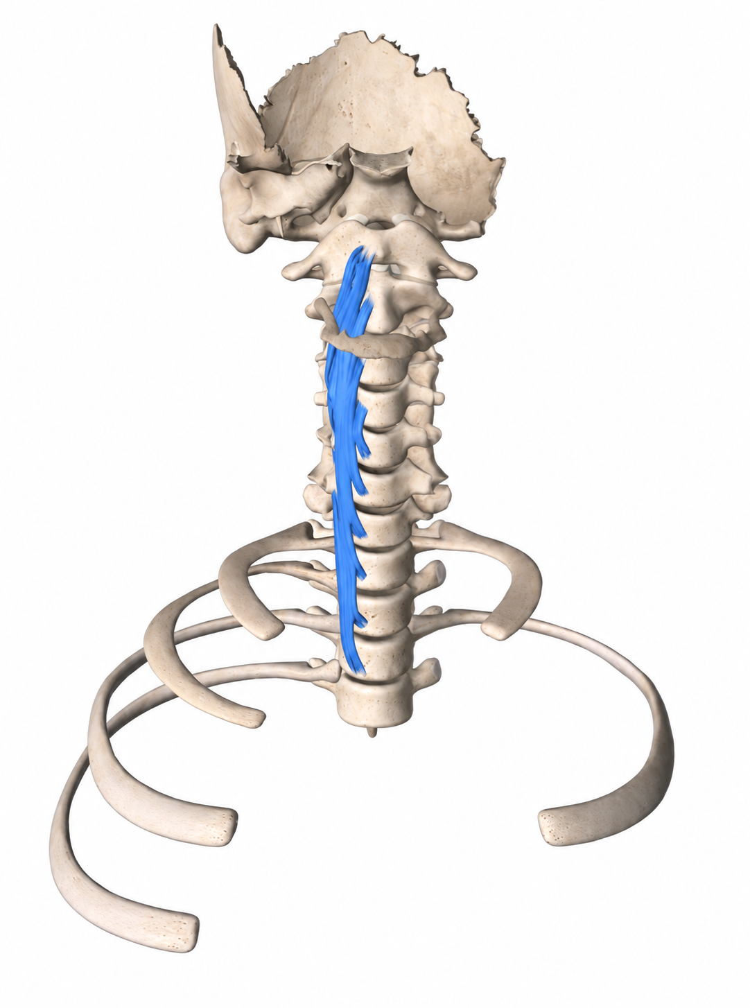 Langer Halsmuskel (Longus colli) — Muskel