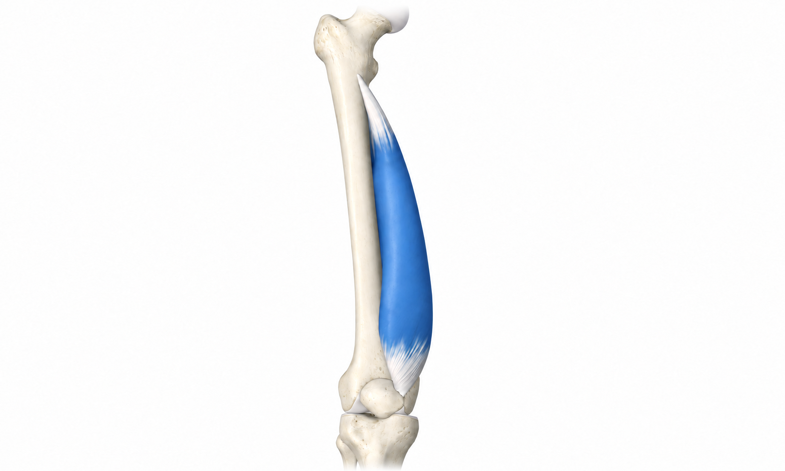 Vastus Medialis · Anatomy 1. Anatomical view of the illustrated muscle.