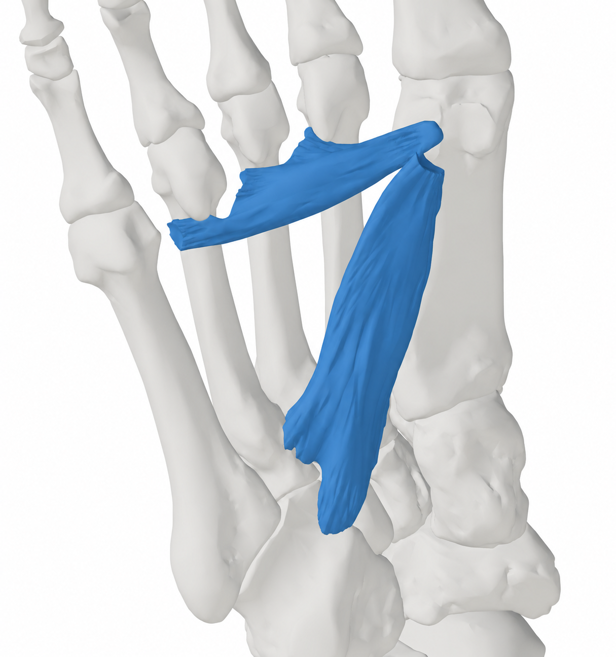 Großzehenanzieher (Adductor hallucis)
