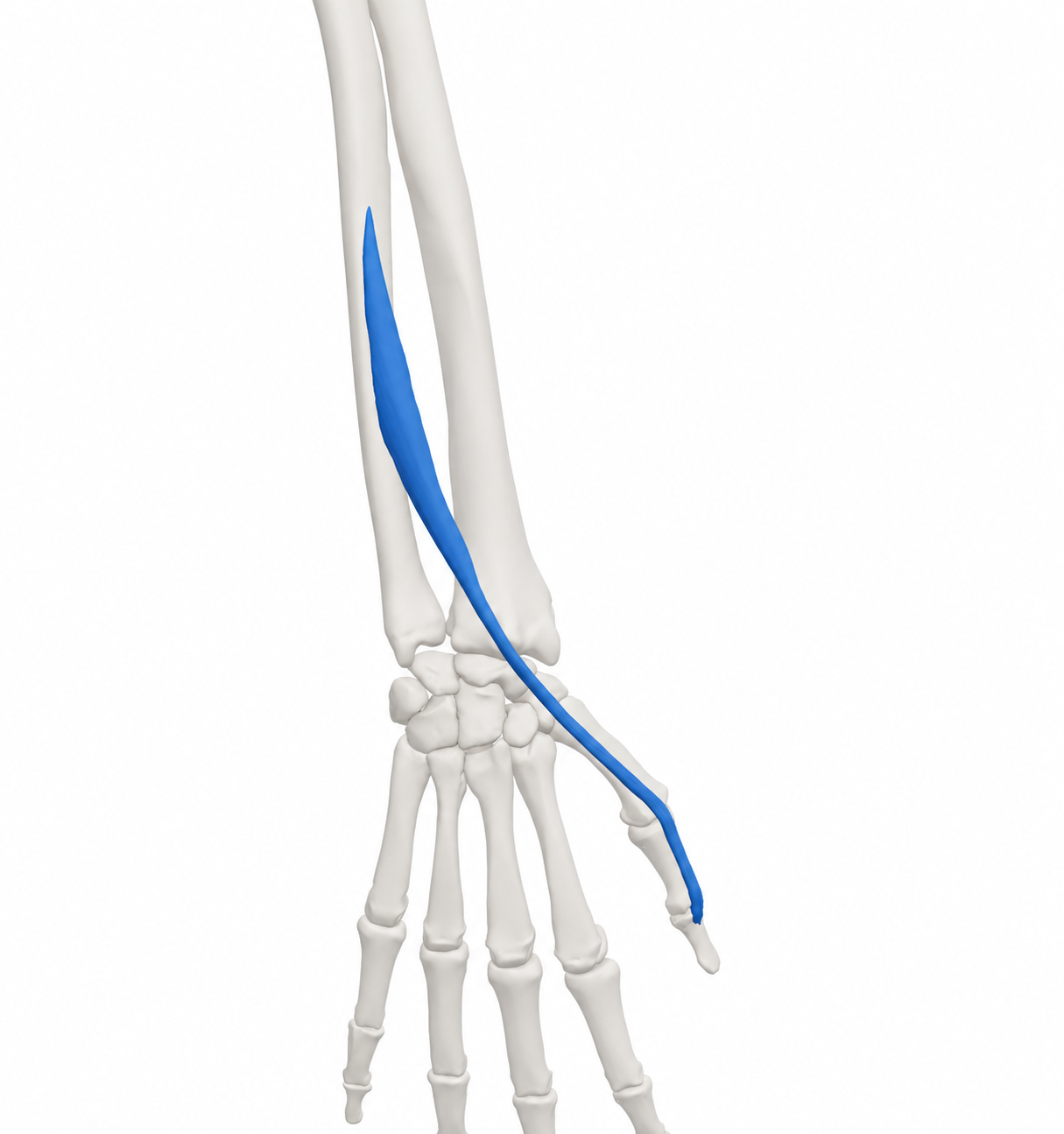 Extensor Pollicis Longus